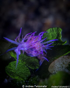 Flabellina by Andrea Falcomata' 